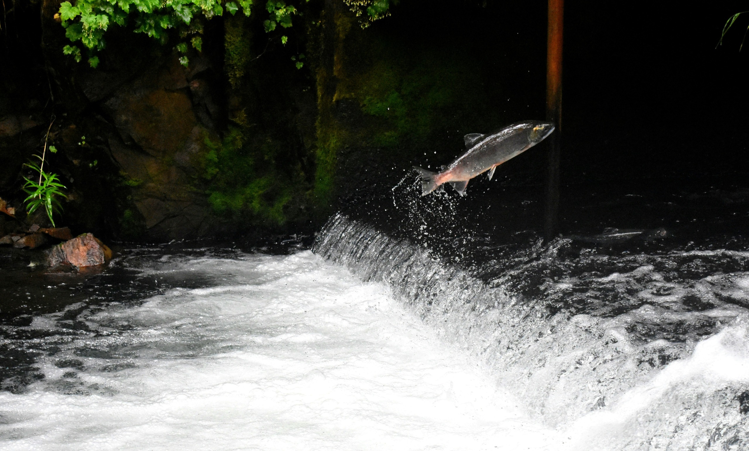 salmon jumpig over body of water surrounded with plants - photo by drew farwell